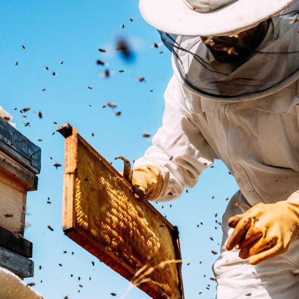 Pčelarstvo